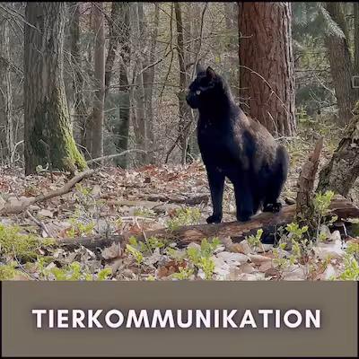 Tierkommunikation